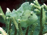 Leaf Scorpionfish Australia Grown 4"